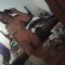 7imagejpeg952